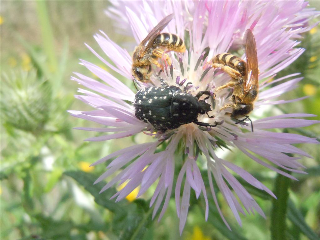 Coppia di Halictus scabiosae (Apidae Halictinae)